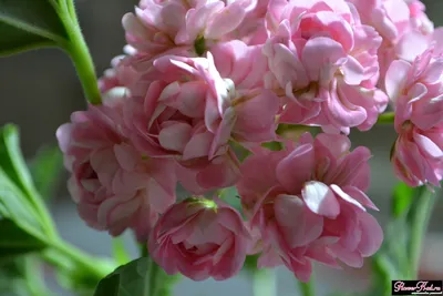 Пеларгония розоцветная сорт «Anita» - Всё о цветах для Вашего сада