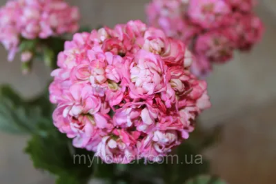Розебудная пеларгония Anita, цена 70 грн — Prom.ua (ID#664136819)