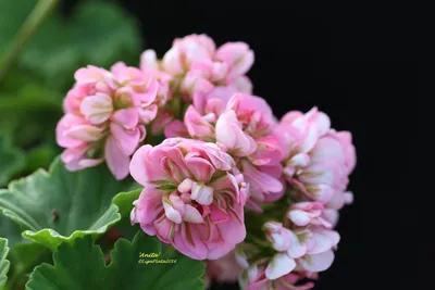 Lìga's pelargoniums.: 'Anita' | Flowers, Rose buds, Pelargonium