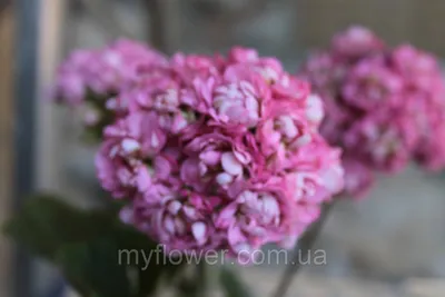 Розебудная пеларгония Anita, цена 70 грн — Prom.ua (ID#664136819)