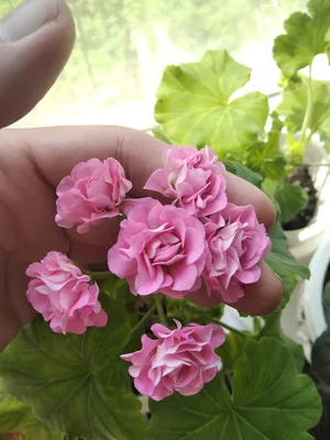 Australian pink rosebud (пеларгония) | Фанат герани | Дзен
