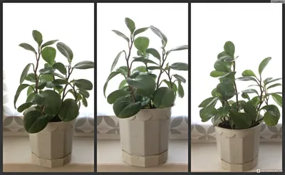 Пеперомия магнолиелистная (Peperomia magnoliaefolia) - «Лаконичное -  стильное комнатное растение, которое, если верить Мифам и Легендам,  заряжает позитивом окружающих.» | отзывы