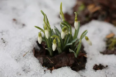 Весна пришла! Первые подснежники расцвели в Бобруйске — Бобруйский  новостной портал Bobrlife