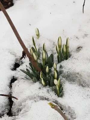 honey.kharkov - Может ли подснежник стать медоносом?🌼❄️ ⠀ Первые весенние  цветы – подснежники – начинают цвести, когда ещё лежит снег, обычно их  цветение приходится на март-начало апреля. ⠀ В такое время года