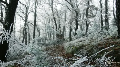 Скачать обои первый снег, осенние листья, природа бесплатно для рабочего  стола в разрешении 4896x3264 — картинка №643147