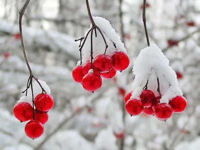 Обои Первый снег, декабрь, Молдова картинки на рабочий стол, раздел природа  - скачать