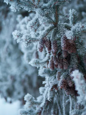 Картина дня в Хабкрае: ДТП, первый снег, упавшее дерево | ОБЩЕСТВО | АиФ  Хабаровск