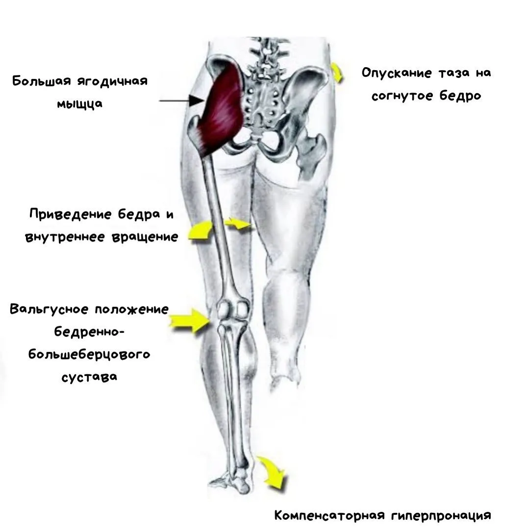 Ротация бедра мышцы