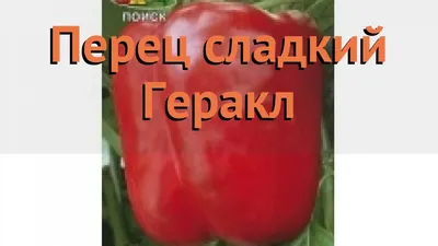 Перец Сладкий Геракл – купить семена в интернет-магазине Лафа с доставкой  по Москве, Московской области и России