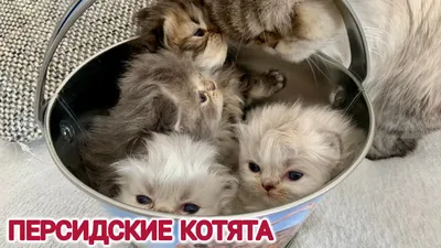 Персидские котята от рождения до 2 месяцев | Persian kittens from birth to  2 months | #котята - YouTube