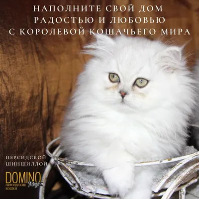 Купить персидского котенка в питомнике Dominomagic