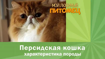 ПЕРСИДСКИЕ КОШКИ: краткая характеристика породы, важные моменты содержания  и ухода - YouTube