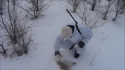 Охота на зайца зимой 2016 - смотреть видео / Сибирский охотник