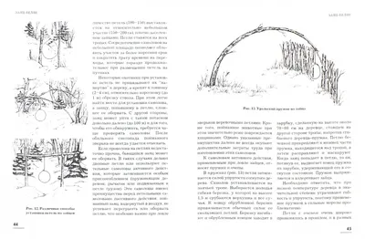 Иллюстрация 1 из 5 для Зайцы - Владимир Семашко | Лабиринт - книги.  Источник: Лабиринт