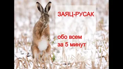 Виды зайцев и способы охоты на них в России