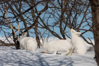На Камчатке с 1 октября у браконьеров изъяли 54 незаконно добытых зайца |  ПРОИСШЕСТВИЯ | АиФ Камчатка