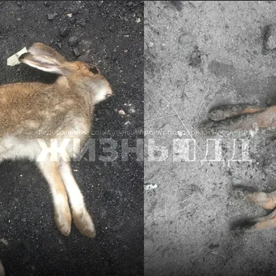 В Коле зайца и лису убили ради удовольствия и оставили вдоль дороги - KP.RU