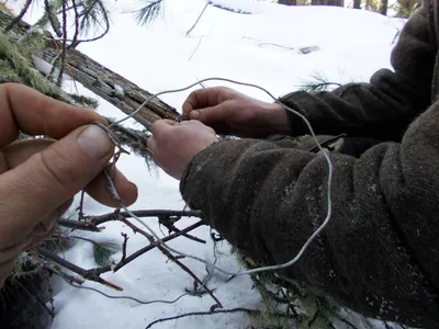 В Беларуси объявлена «охота» на браконьеров-петельщиков | greenbelarus.info