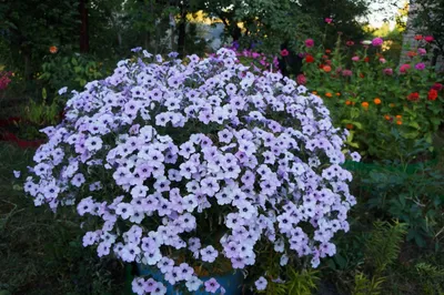 7 лучших красивоцветущих растений для ампельных композиций. Фото — Ботаничка