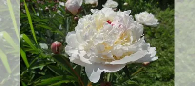 Пион молочноцветковый Мари Лемуан