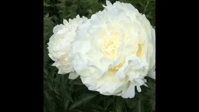 Пион молочноцветковый \"Мари Лемуан\" купить 800р. 🌱 в питомнике растений  Райский сад