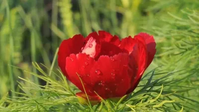 Прекрасный цветок пиона | Пионы, Цветок, Растения