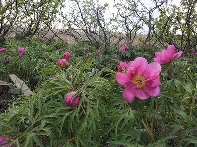 Где на Алтае растёт Аленький цветочек | Русское географическое общество