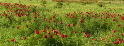 Одичалый цветок пионов в степи Стоковое Фото - изображение насчитывающей  пионы, трава: 66233080