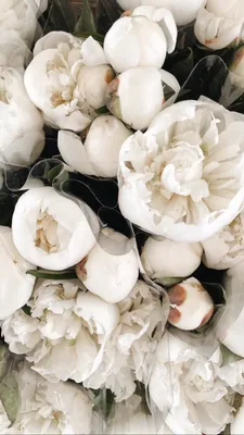 Белые пионы | Flower aesthetic, Flowers photography, Beautiful flowers