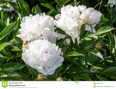 Зацветая белые пионы Сад Буш белых пионов Стоковое Фото - изображение  насчитывающей головка, взорвать: 120881416
