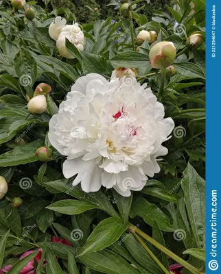белые пионы в саду стоковое изображение. изображение насчитывающей бело -  221294647