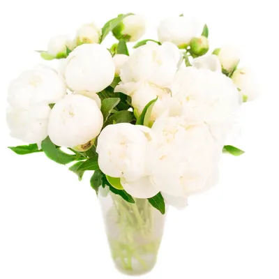 Букет из белых пионов - заказать доставку цветов в Москве от Leto Flowers