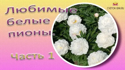 19 розовых и белых пионов – купить недорого с доставкой в Москве
