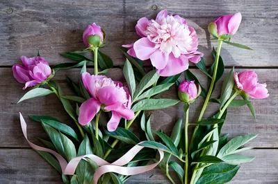 Картинка розовые пион цветок Бутон