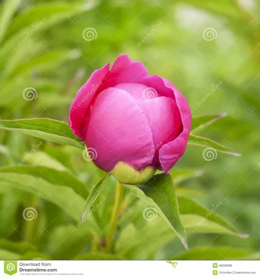 Розовый бутон пиона стоковое фото. изображение насчитывающей ð»ðµñ‚o -  48296688