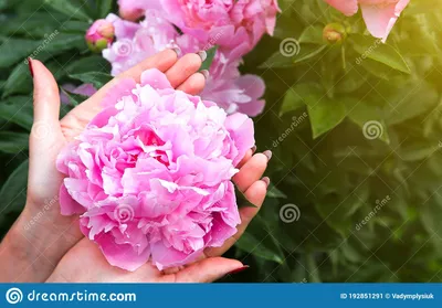 Дикий пион: помпезный ядовитый цветок с «хвойными» листьями, который не  уступит по красоте ни одной розе | Книга растений | Дзен