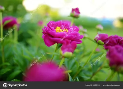 Обои Розовые цветы Пионы Фон | Flower wallpaper, Pink peonies wallpaper,  Flowers photography