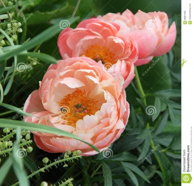 Пион цветет, пионы в природе, саде Апельсин, Salmon цвет - Стоковое  Изображение - изображение насчитывающей ð¿ð¸oð½, ð¿ð¸oð½ñ‹: 98921503