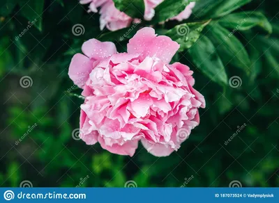 Обои цветы, природа, пионы, пион, розовый цветок картинки на рабочий стол,  раздел цветы - скачать