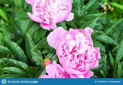 Пионы в росе после дождя. Красивые цветы в природе Стоковое Изображение -  изображение насчитывающей цветок, природа: 190336025