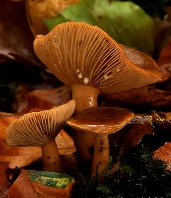 Съедобные пластинчатые грибы - 42 фото