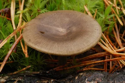 Осенние пластинчатые грибы - 31 фото