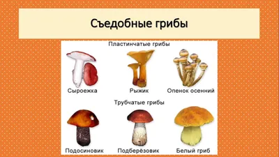 Как правильно собирать грибы: простые правила - МК
