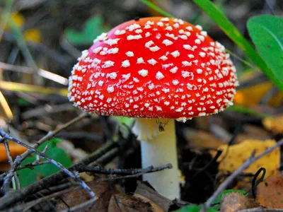 Ядовитые грибы Пластинчатый гриб мухи Стоковое Изображение - изображение  насчитывающей ядовито, продукция: 199120715