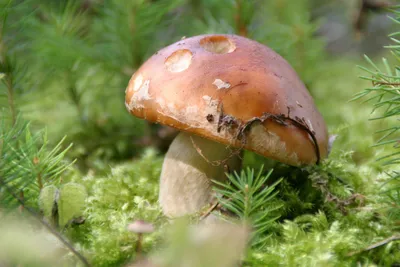 Как отличить «настоящие» грибы и что из них приготовить - 7Дней.ру