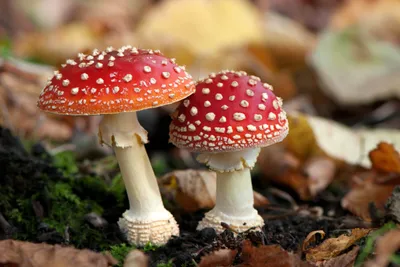 Миколог рассказал, как отличить ядовитые грибы от съедобных | 360°