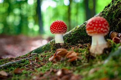 О мерах профилактики отравлений грибами - Щекинский химик