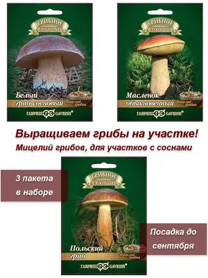 Признание: как я отравила грибами пять человек - Delfi RUS