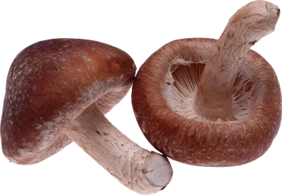 Красивый пластинчатый гриб мухи ядовитые грибы Стоковое Фото - изображение  насчитывающей ð½o, ñ†ð²ðµñ‚ð°ñ ñ‚o: 200232060