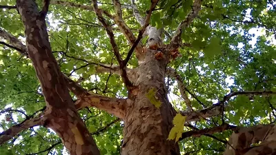 Чудо дерево Платан или просто Чинар - YouTube